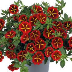 Set of 3 or 6 Large Plants - Calibrachoa Cabaret Red Kiss, Outdoor Garden Ready