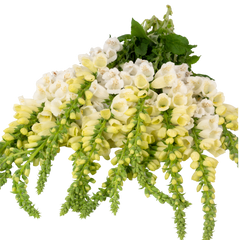 Foxglove White, Ready to Plant in Your Garden, 1L Rootballs