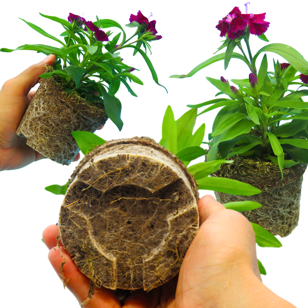 Dianthus Violet | 3 or 6 Plants