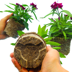 Dianthus Violet | 3 or 6 Plants