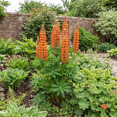 1 Lupin Gladiator Hardy Perennial Plant, Bee Friendly Summer Flowering, Outdoor Garden Ready, 19cm Root-Ball