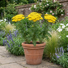 Set of 3 or 6 Achillea Cloth of Gold Yarrow Plants, Hardy Perennial, Bee Friendly Garden Flowers, Outdoor Garden Ready, 1 Litre Root-Ball