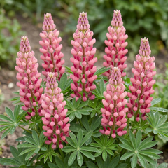 Lupin Legendary Rose Hardy Perennial Plants, Summer Flowering Cottage Garden Plants, Outdoor Garden Ready, 1 Litre Root-Ball