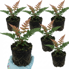 Japanese Shield Fern Dryopteris Erythrosora Prolifica, Hardy Shade Perennial Plants, 1 Litre Root Ball