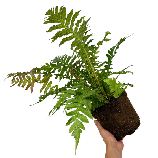 Blechnum Volcano | 3L Pots