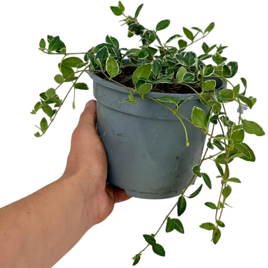 Vinca Ralph Shugert | 2L Pot