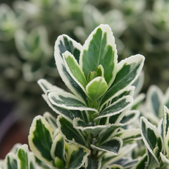 Euonymus White Spire | 2L Pot