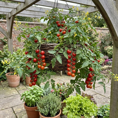 Set of 3 or 6 Large Plants - Tomato Cherry Falls Variety, Ready to Plant in Your Garden