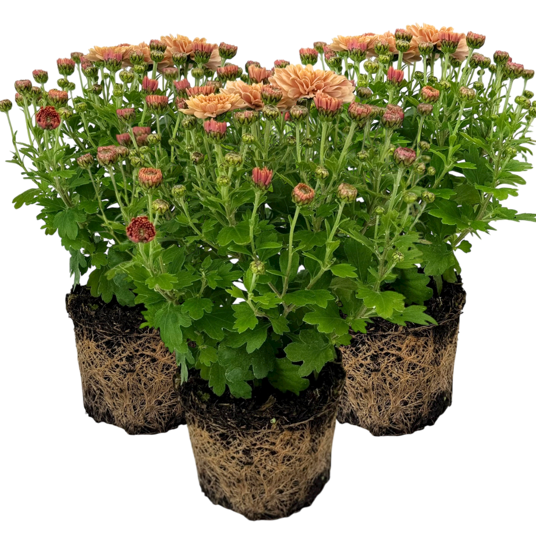 Chrysanthemum Orange | 3 or 6 1L Pots