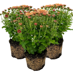 Chrysanthemum Orange | 3 or 6 1L Pots