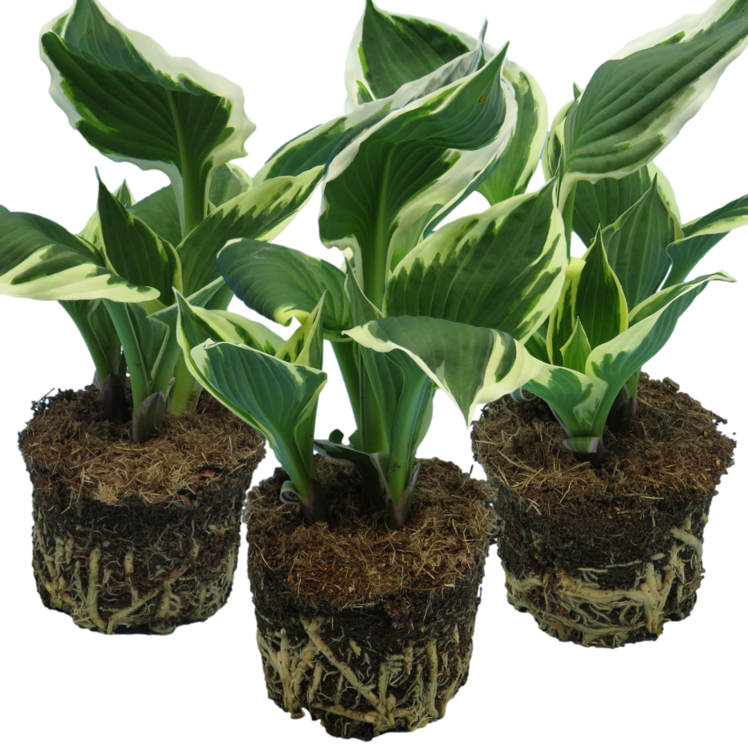 Hosta Francee | 3 or 6 1L Pots