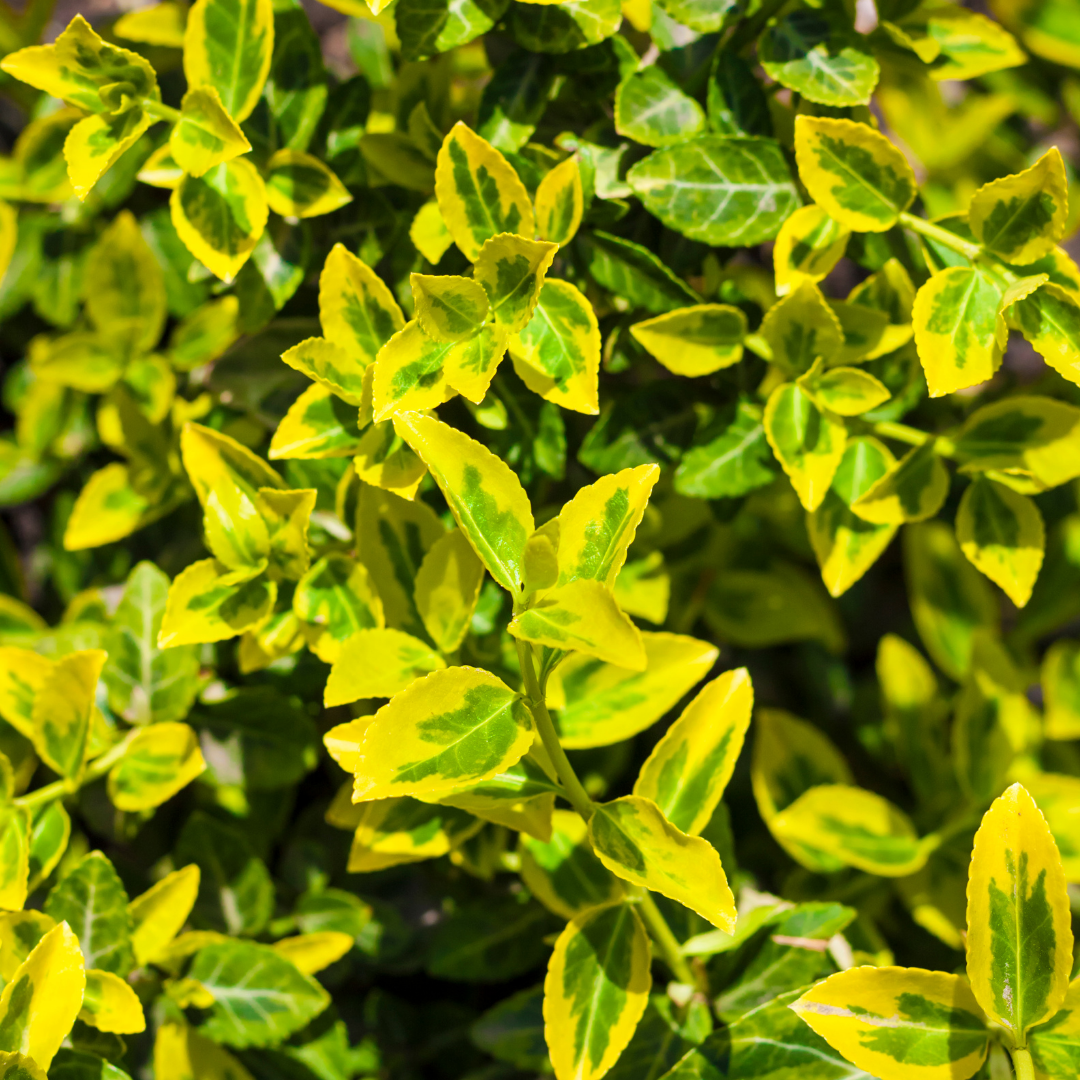 Euonymus Emerald n Gold | 2L Pot