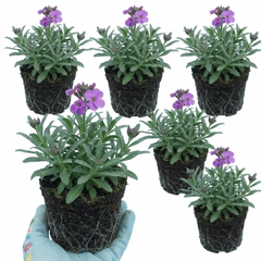 Erysimum Bowles Mauve Evergreen Hardy Perennial Wallflower Plants, Outdoor Garden Ready, 1 Litre / 11cm Root-Ball