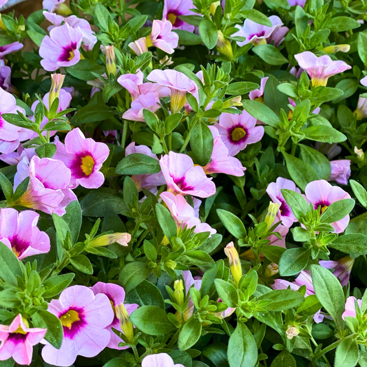 Calibrachoa Cabaret Early Light Pink Eye | 3 or 6 1L Pots