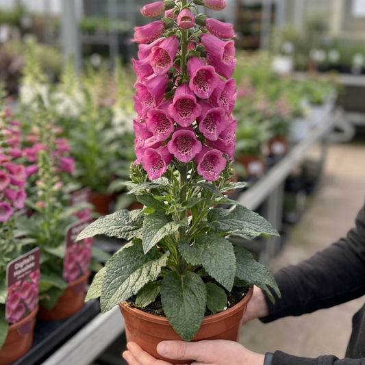1 Digitalis Hanabee Deep Rose Foxglove Plant, Bee Friendly Hardy Perennial, 3 Litre Root Ball