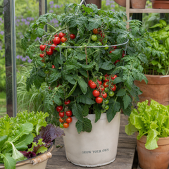 1 Patio Cherry Tomato Plant, Veranda Red, Live Outdoor Garden Ready, 2 Litre Root-Ball