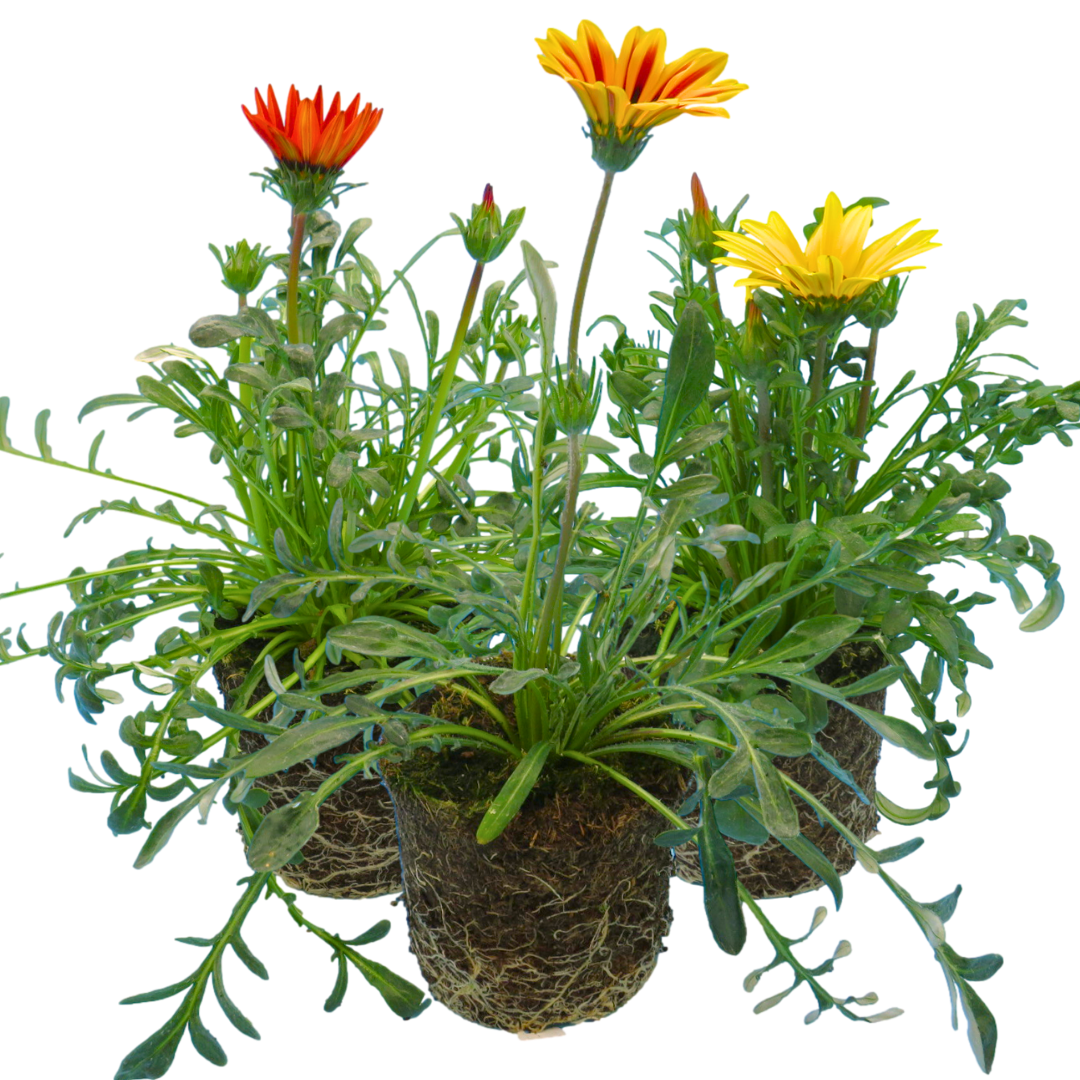 Gazania Kiss Any Colour Mix | 3 or 6 1L Pots