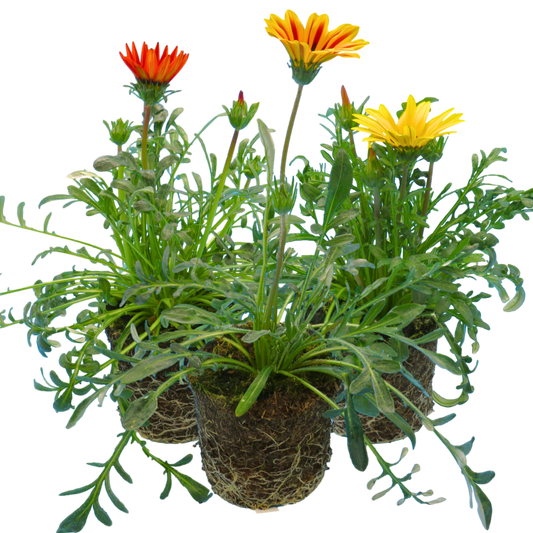 Gazania Kiss Any Colour Mix | 3 or 6 1L Pots