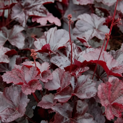 Heuchera Obsidian | 2L Pot