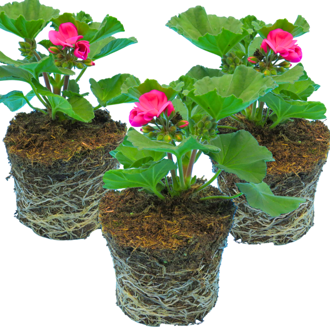 Pelargonium Toscana Dolce Vita Klass / Smart Laura | 3 or 6 1L Pots