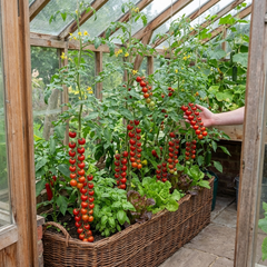 Tomato ‘Consuelo’ Plants, High Yield Sweet Cherry Tomato, Garden Ready Live Vegetable Seedlings, 1L Root Ball