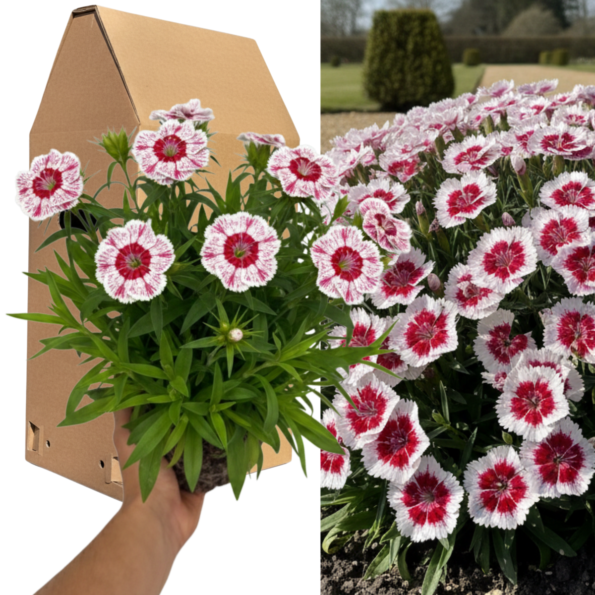 1 Spring–Summer Dianthus Flowering Plants – Dart Red White Picotee. Outdoor Garden Ready Plants for Pots, Borders, Rockeries & Containers. Hardy, Compact & Easy to Grow. Supplied as a Large 2L Pot