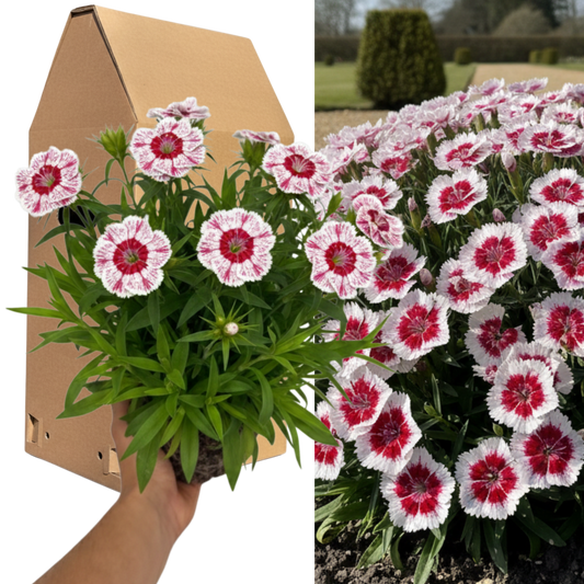 1 Spring–Summer Dianthus Flowering Plants – Dart Red White Picotee. Outdoor Garden Ready Plants for Pots, Borders, Rockeries & Containers. Hardy, Compact & Easy to Grow. Supplied as a Large 2L Pot