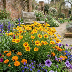 Coreopsis Sunfire Hardy Perennial Plants, Garden Ready, Bee Friendly, Summer Flowering, 1 Litre Root Ball