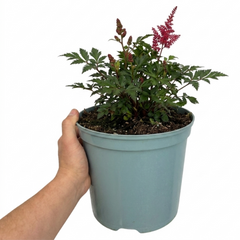 1 Large Plant - Astilbe Music Series Red, Ready to Plant in Your Garden, 5L Pot