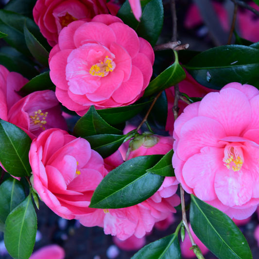 Camellia Pink | 3L Pot