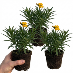 Erysimum Spring Feeling Hardy Perennial Wallflower Plants, Bee Friendly, Fragrant, Outdoor Garden Ready, 1 Litre / 11cm Root-Ball