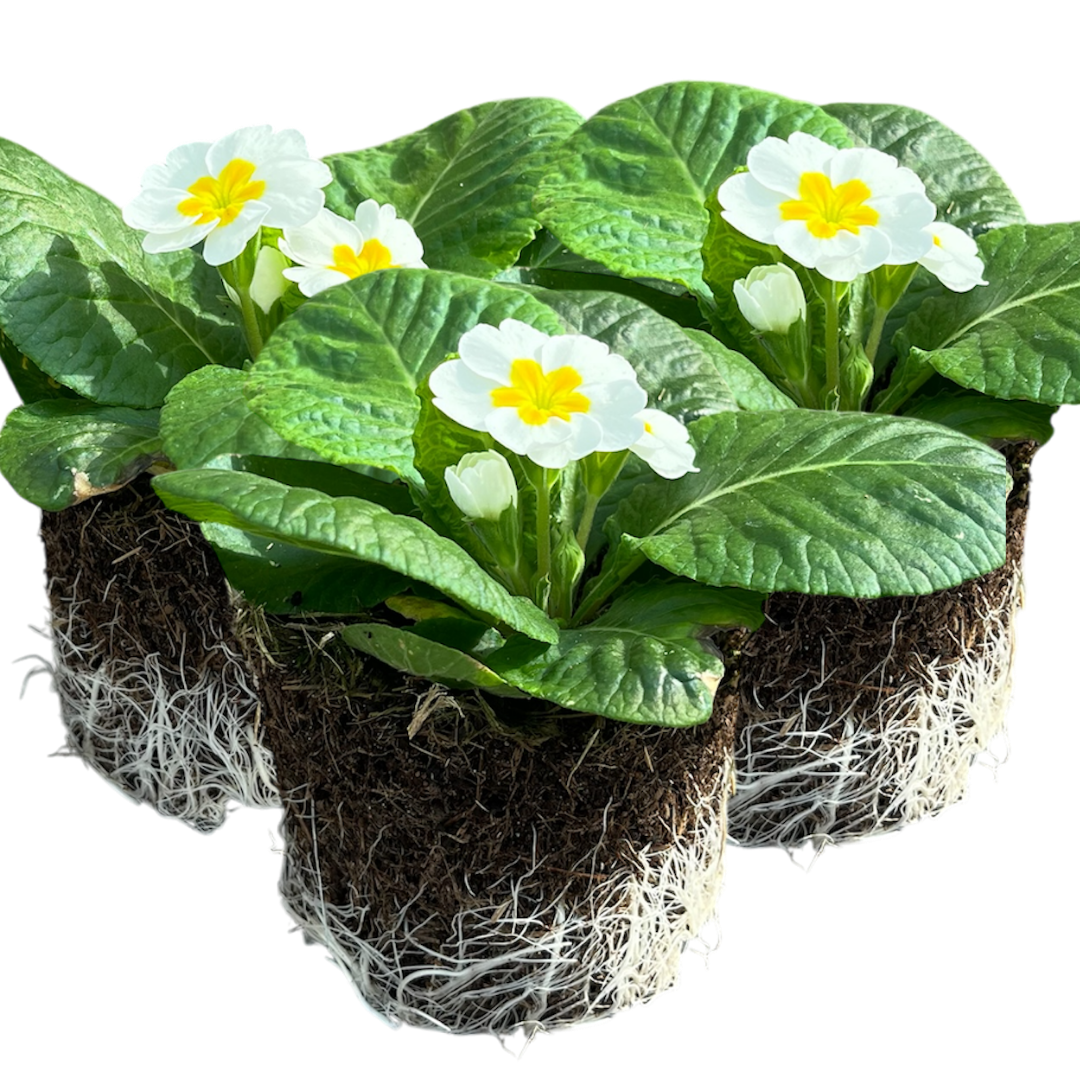 Primrose White | 3 or 6 1L Pots
