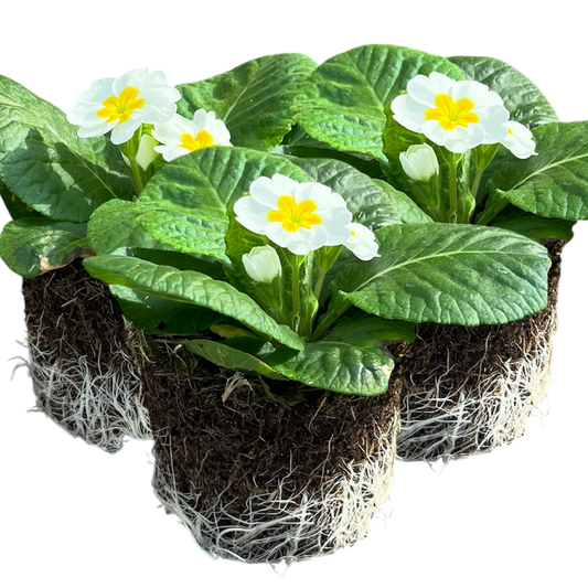 Primrose White | 3 or 6 1L Pots