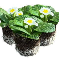 Primrose White | 3 or 6 1L Pots