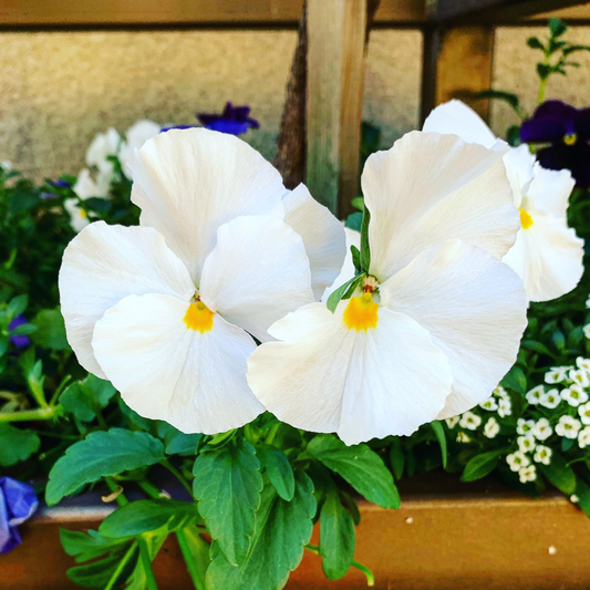 Dianthus Oscar White | 3 or 6 1L Pots