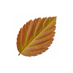 Spiraea Goldflame Plant, Hardy Japanese Spirea Flowering Shrub, Garden Ready, 17cm Root-Ball