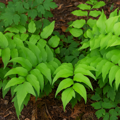 Holly Fern Cyrtomium Fortunei | 2L Pot