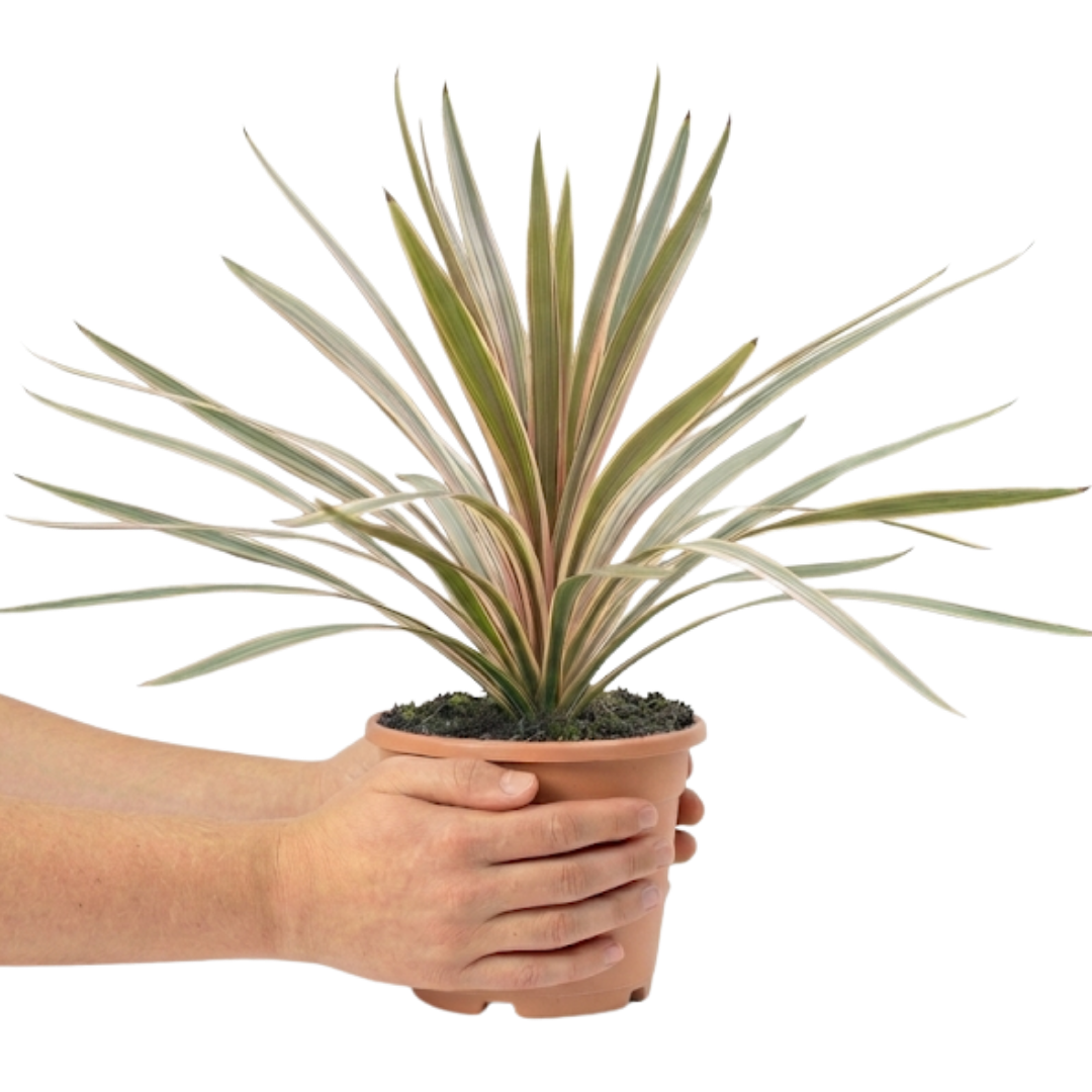 Cordyline Eurostripe | Large 3L Pot
