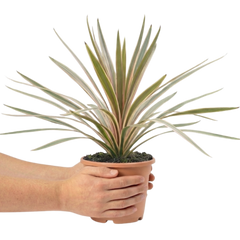 Cordyline Eurostripe | Large 3L Pot