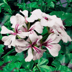 Geranium Tornado White | 3 or 6 1L Pots
