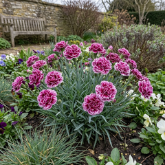 Pink Purple Carnation, Ready to Plant in Your Garden, 10.5 cm