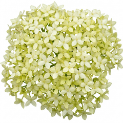 Cornus Flaviramea Yellow Twig Dogwood Plant, Hardy Winter Stem Shrub, Litre Root Ball