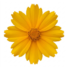 Coreopsis Presto Hardy Perennial Plants, Golden Yellow Summer Flowering, Outdoor Garden Ready, 1 Litre Root Ball