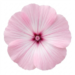 Lavatera Barnsley Baby Hardy Mallow Plant, Outdoor Garden Ready Flowering Shrub, 17cm Root-Ball