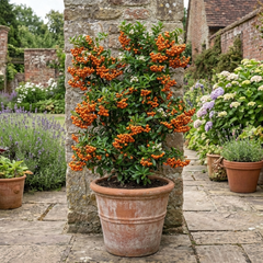 Pyracantha Saphyr Orange Firethorn Plant, Evergreen Hardy Hedge Climbing Shrub, 2 Litre Root Ball