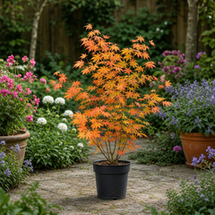 3L Orange Leaf Acer Tree, Nursery Pot, Patio Garden Pots