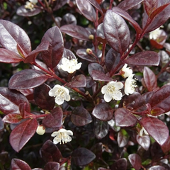 Lophomyrtus Purpurea | Large 3L Pot