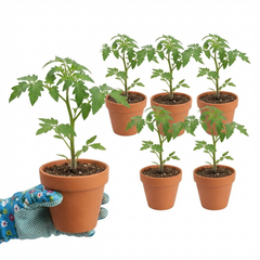 Grafted Cornabel Tomato Plants, Premium Live Plants, Outdoor & Greenhouse Ready, 1L Root Ball