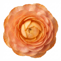 Ranunculus Vortex Orange Apricot Persian Buttercup Plants, Hardy Perennial, Spring Flowering, Outdoor Garden Ready, 1 Litre Root-Ball