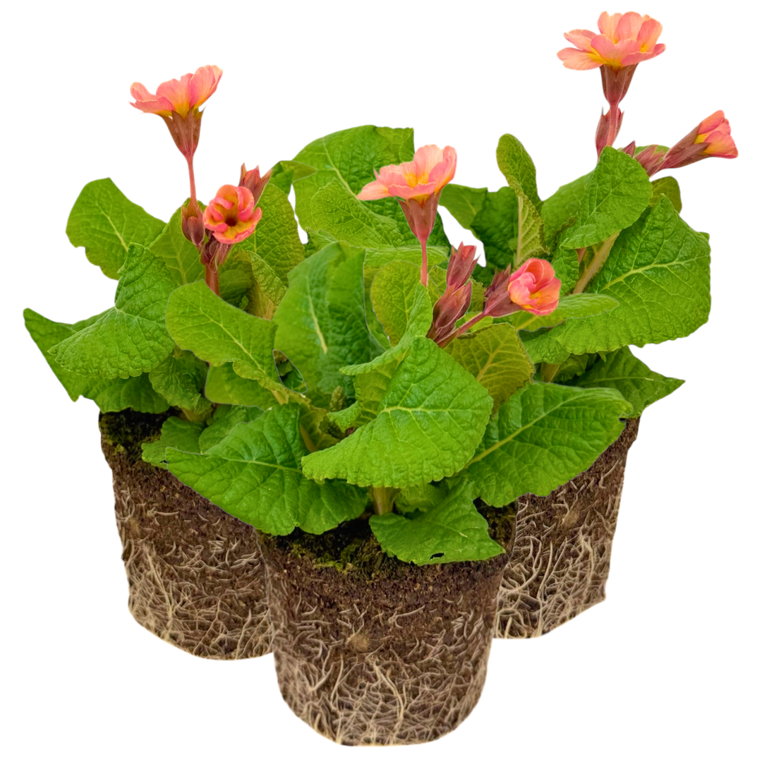 Polyanthus Stella Champagne | 3 or 6 1L Pots